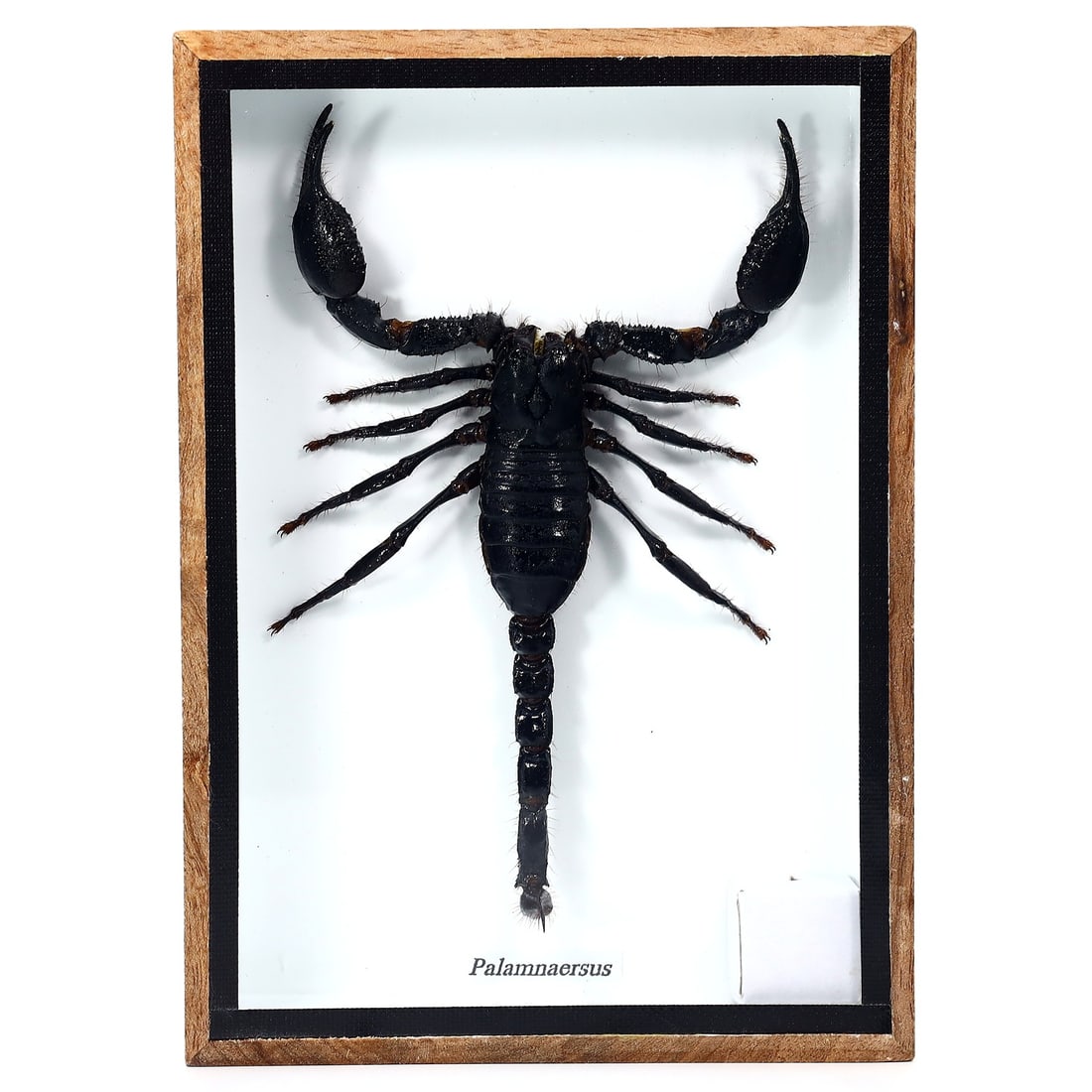 Preserved Taxidermy of Palamnaersus Scorpion Insect Bug Specimen: 18x12cm Weight: 237grams