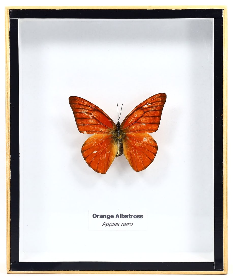 Preserved Taxidermy of Orange Albatross Moth Butterfly Insect Bug Frame Specimen: 15x12cm Weight: 204grams