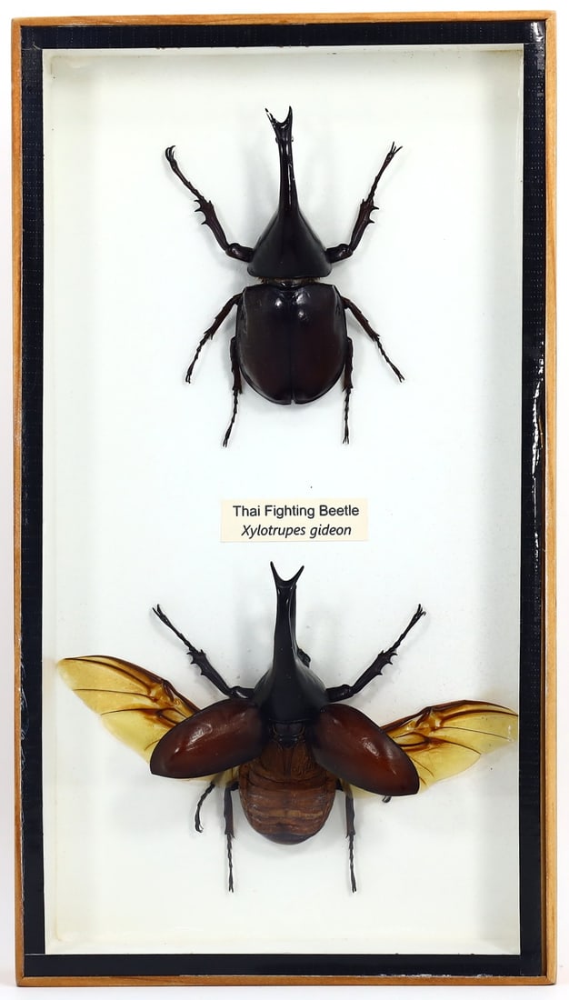 Preserved Taxidermy of Thai Fighting Beetle Insect Bug Frame Specimen: 23x13cm Weight: 277grams