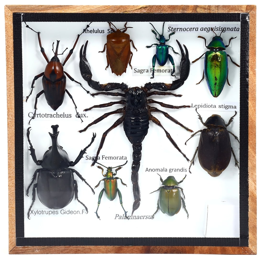 Preserved Taxidermy of Mixed Scorpion & Beetle Insect Bug Frame Specimen: 15x15cm Weight: 26grams