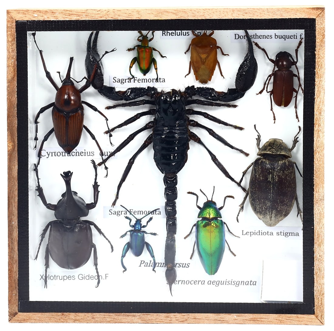 Preserved Taxidermy of Mixed Scorpion & Beetle Insect Bug Frame Specimen: 15x15cm Weight: 269grams