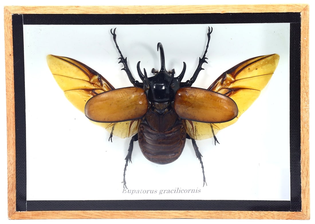 Preserved Taxidermy of Eupatorus Gracilicornis Beetle Insect Bug Frame Specimen: 17x12cm Weight: 235grams