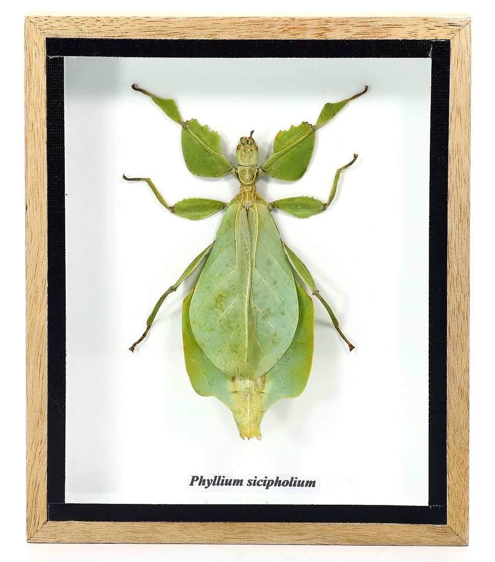 Preserved Taxidermy of Phyllium Sicipholium Insect Bug Specimen: 15x12cm Weight: 180grams