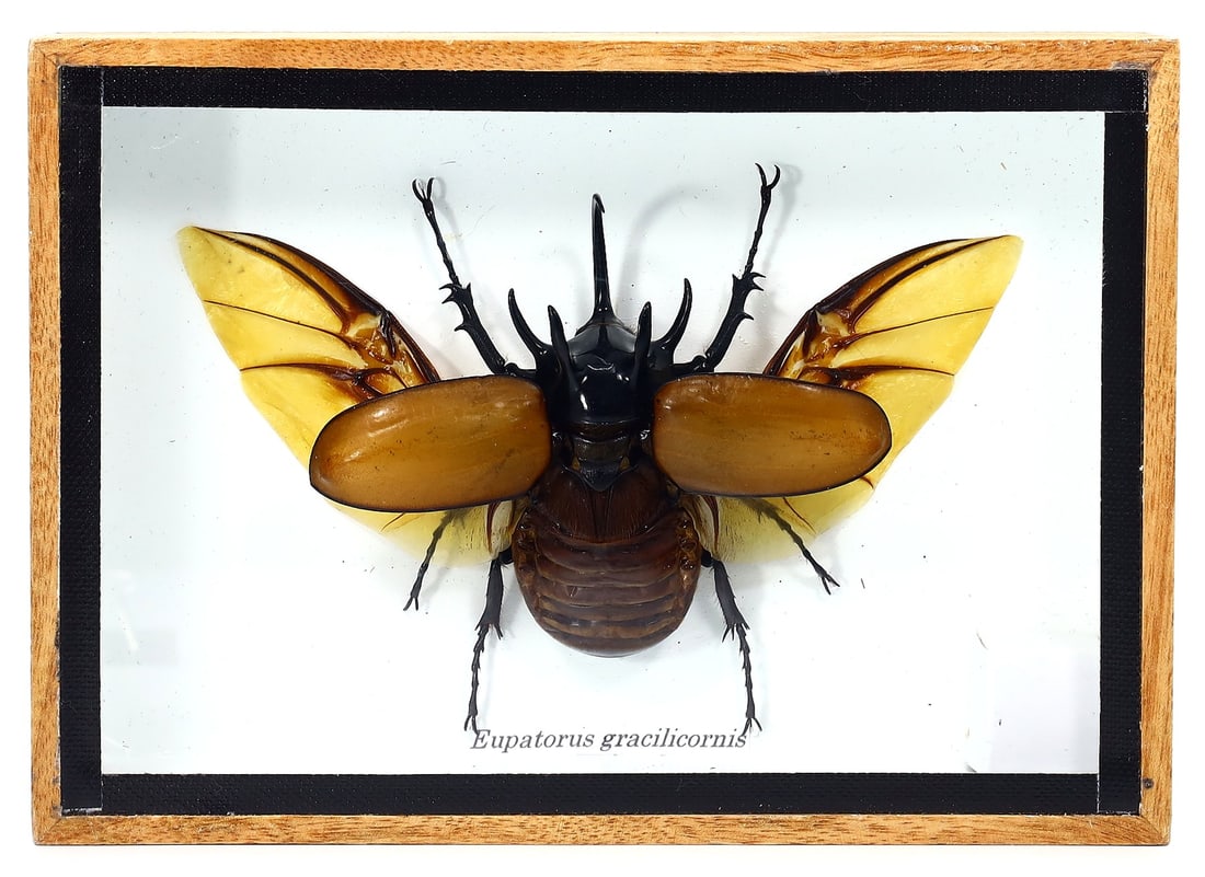 Preserved Taxidermy of Eupatorus Gracilicornis Beetle Insect Bug Specimen: 17x12cm Weight: 222grams