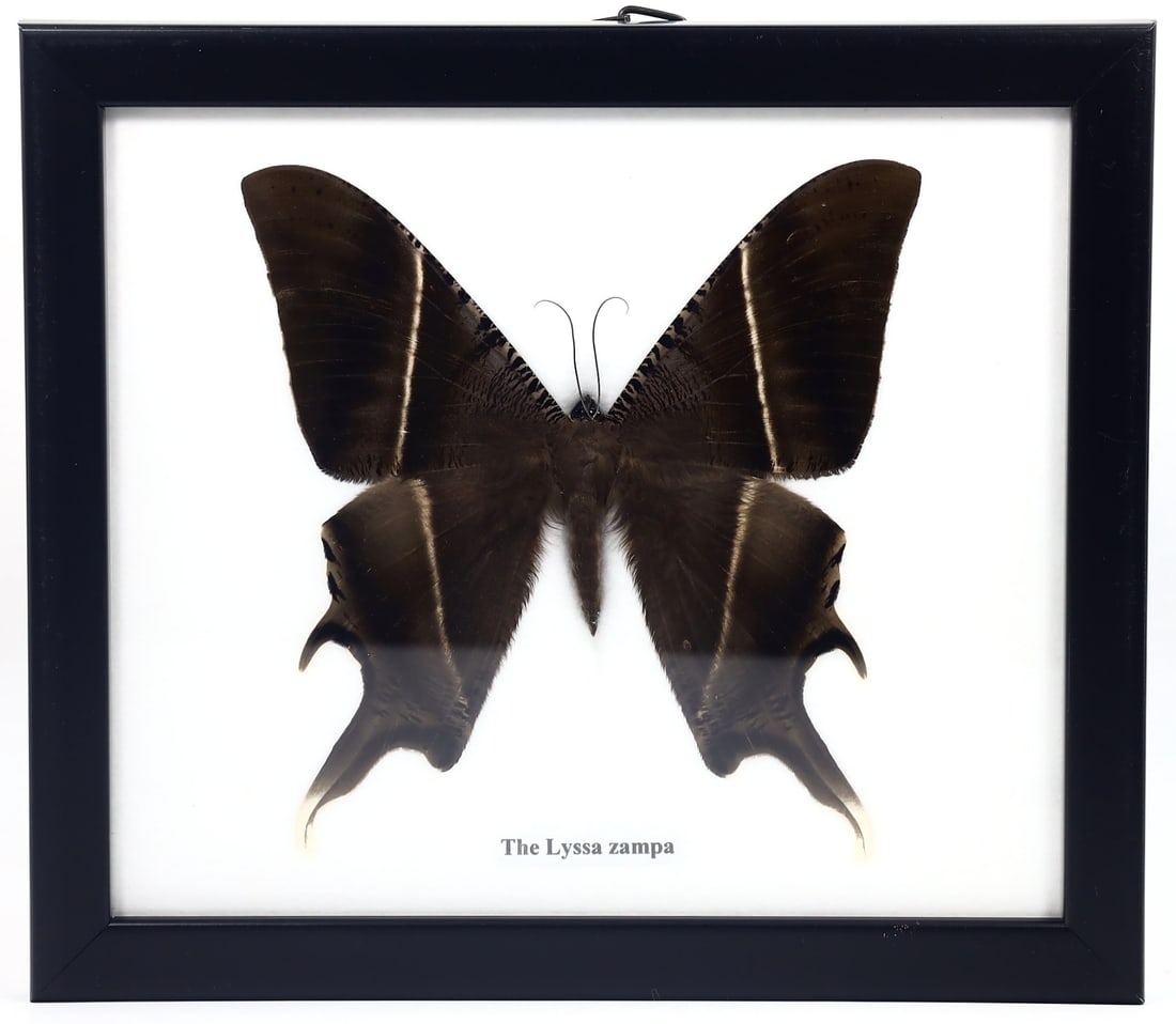 Preserved Taxidermy of The Lyssa Zampa Butterfly Insect Bug Frame Specimen: 20x17cm Weight: 212grams