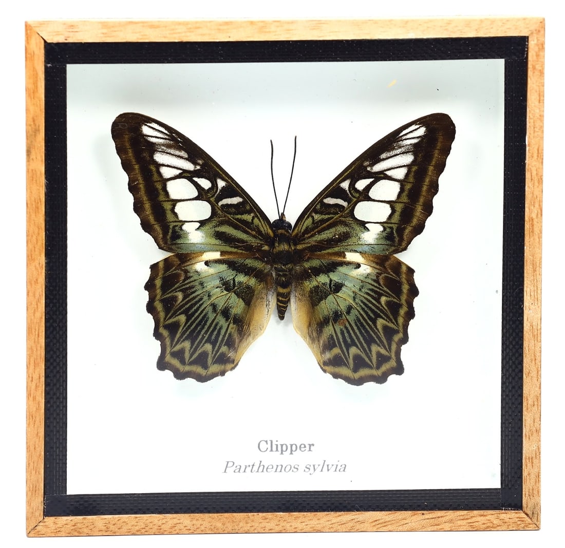 Preserved Taxidermy of Clipper Butterfly Insect Bug Specimen: 12x12cm Weight: 141grams