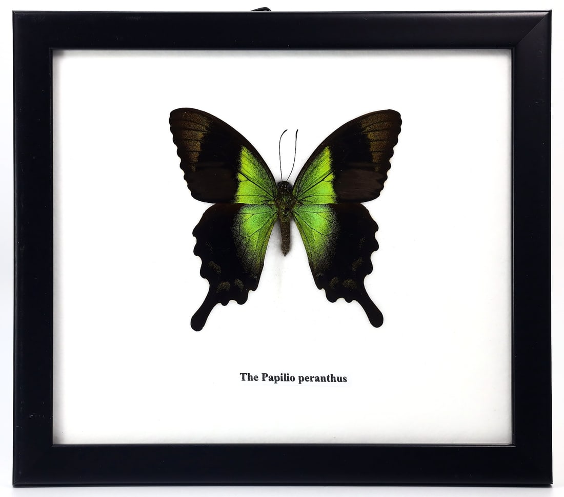 Preserved Taxidermy of Papilio Peranthus Butterfly Moth Insect Bug Specimen: 19x17cm Weight: 211grams