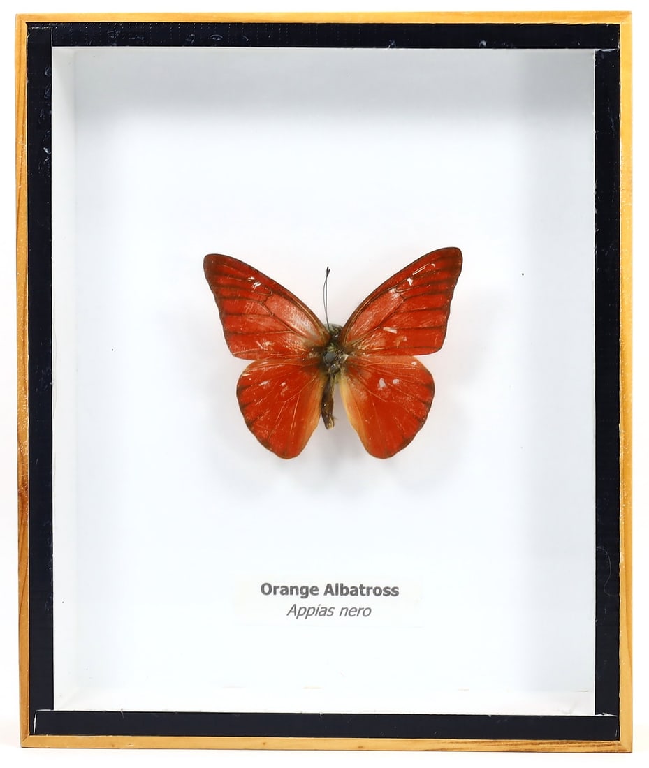 Preserved Taxidermy of Orange Albatross Moth Butterfly Insect Bug Frame Specimen: 15x12cm Weight: 202grams