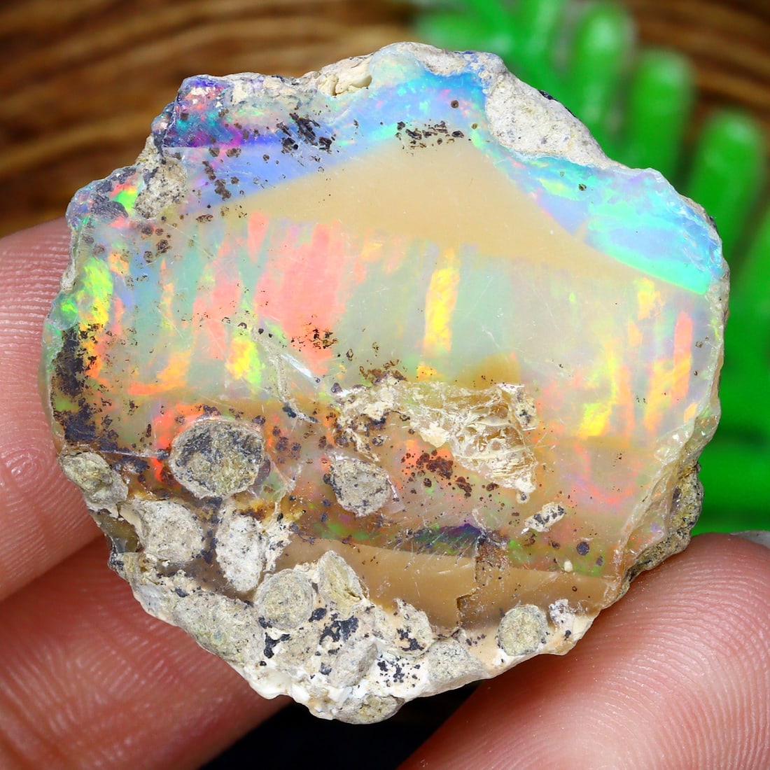 42Ct Welo's Wonders: Pristine Selection of Ethiopian Opal: Dimension: 28.8x28.5x15.8mm Raw Gemstone Specimens - Natural Welo Rough Opal This assemblage of Ethiopian Welo opal rough is a breathtaking representation of nature's artistry. Each piece is a canvas 