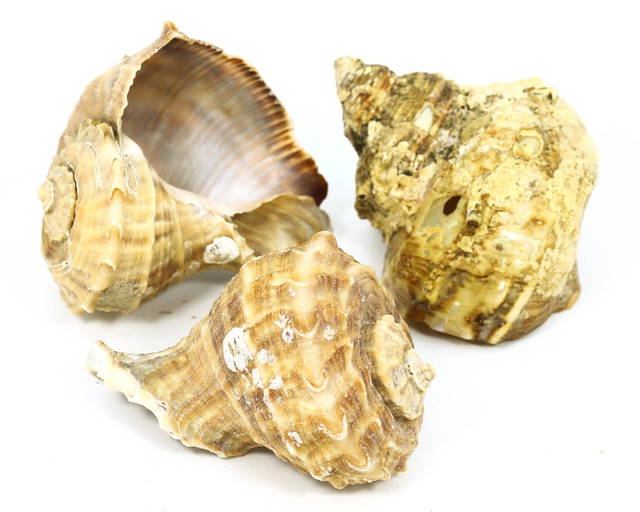 Whelk Conch Shell North Carolina Atlantic Ocean Nautical Beach