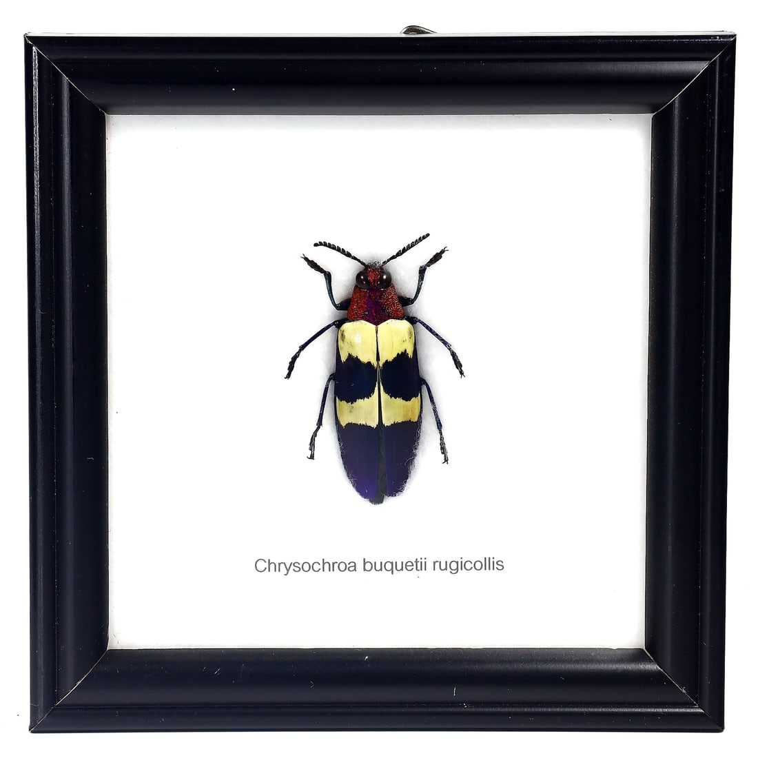 Exquisite Framed Thai Artist Taxidermy: Real Butterfly, Moth, Insect, Bug Specimen Artistry: Dimension: 12x12cm Weight: 96gram Introduction: This collection features framed, preserved specimens of butterflies, moths, insects, bugs, beetles, scorpions, and spiders meticulously crafted by a tal