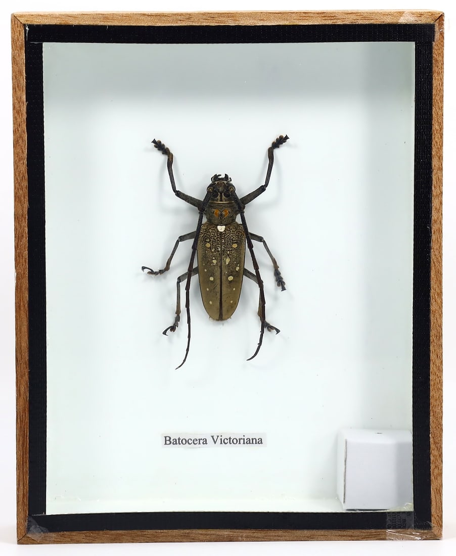 Exquisite Framed Thai Artist Taxidermy: Real Butterfly, Moth, Insect, Bug Specimen Artistry: Dimension: 15x12cm Weight: 184gram Introduction: This collection features framed, preserved specimens of butterflies, moths, insects, bugs, beetles, scorpions, and spiders meticulously crafted by a ta