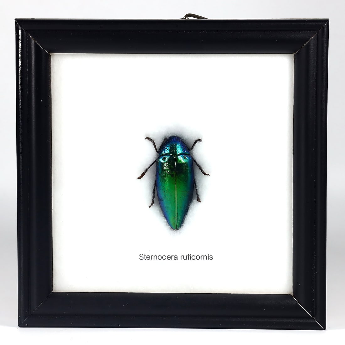 Exquisite Framed Thai Artist Taxidermy: Real Butterfly, Moth, Insect, Bug Specimen Artistry: Dimension: 12x12cm Weight: 97gram Introduction: This collection features framed, preserved specimens of butterflies, moths, insects, bugs, beetles, scorpions, and spiders meticulously crafted by a tal