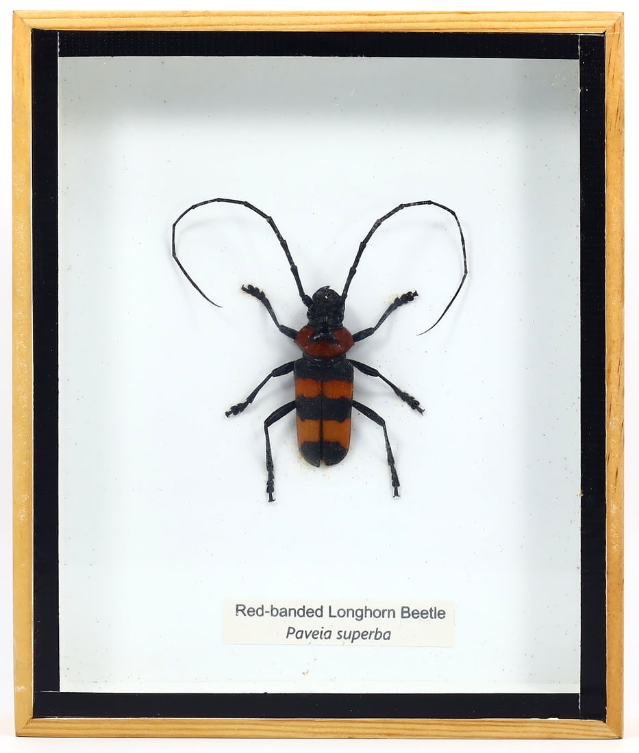 Exquisite Framed Thai Artist Taxidermy: Real Butterfly, Moth, Insect, Bug Specimen Artistry: Dimension:15x13cm Weight: 184gram Introduction: This collection features framed, preserved specimens of butterflies, moths, insects, bugs, beetles, scorpions, and spiders meticulously crafted by a tal