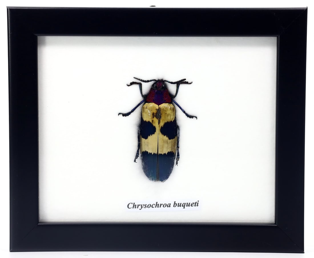 Exquisite Framed Thai Artist Taxidermy: Real Butterfly, Moth, Insect, Bug Specimen Artistry: Dimension:14x12cm Weight: 117gram Introduction: This collection features framed, preserved specimens of butterflies, moths, insects, bugs, beetles, scorpions, and spiders meticulously crafted by a tal