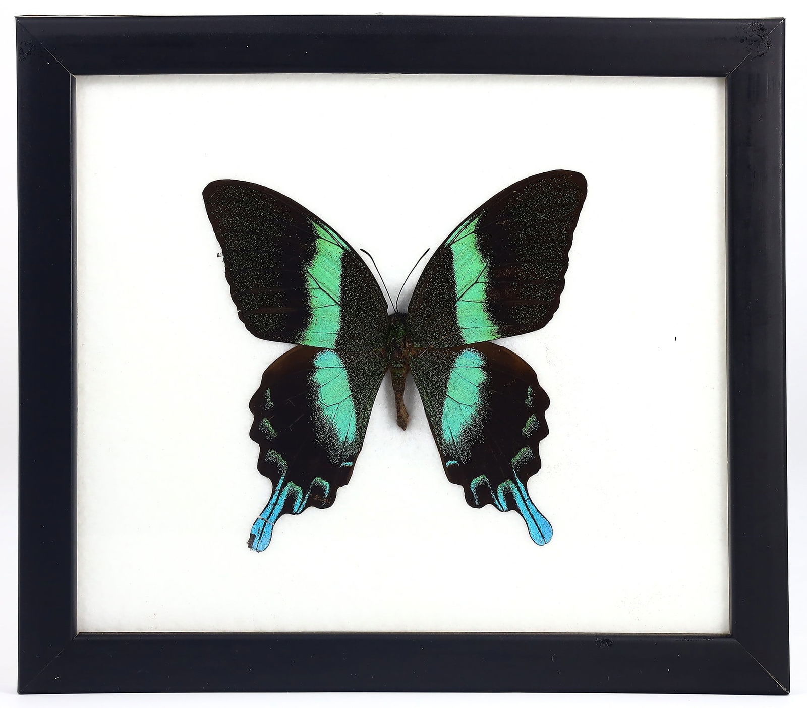 Exquisite Framed Thai Artist Taxidermy: Real Butterfly, Moth, Insect, Bug Specimen Artistry (1 of 2)