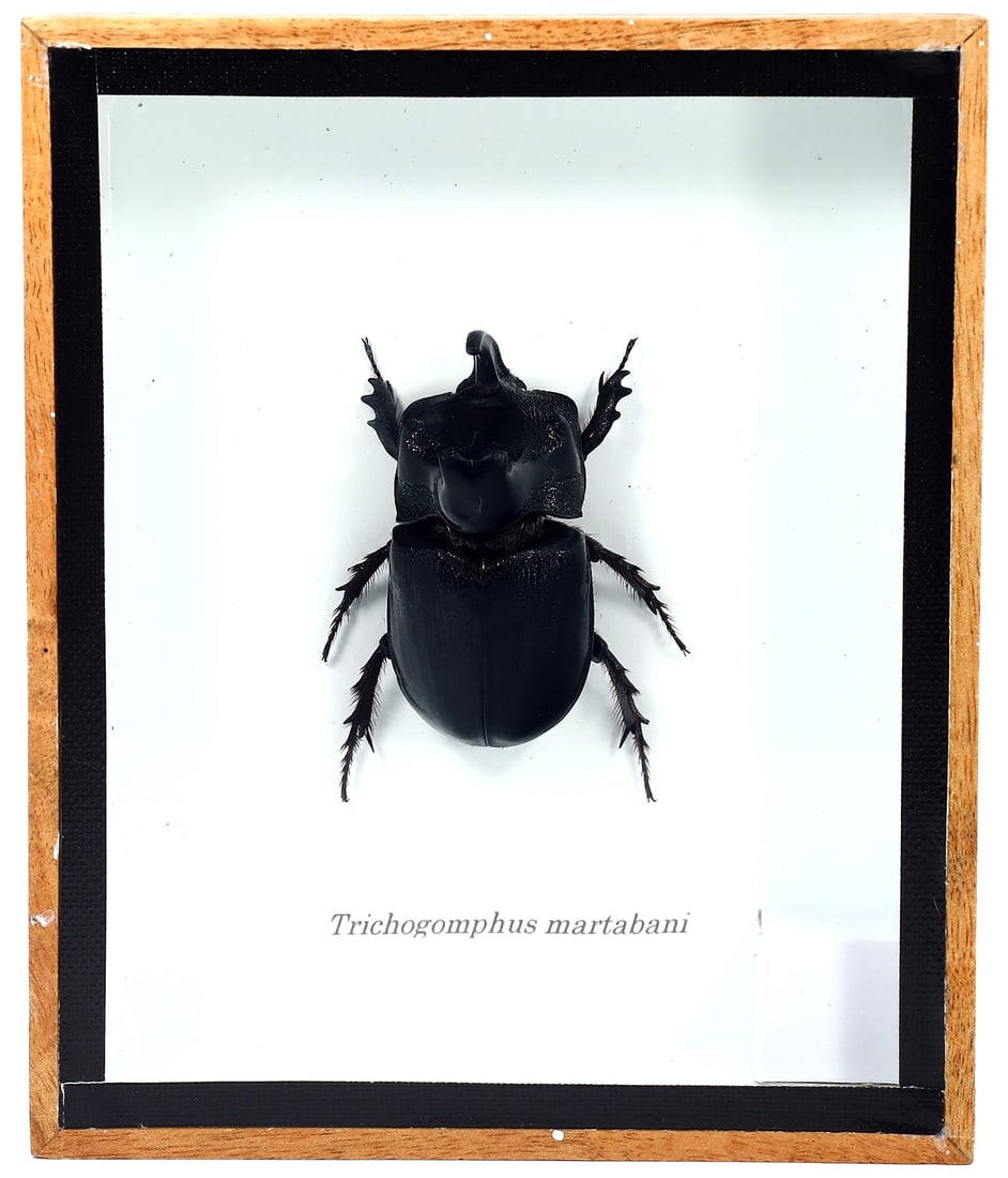 Exquisite Framed Thai Artist Taxidermy: Real Butterfly, Moth, Insect, Bug Specimen Artistry (1 of 2)