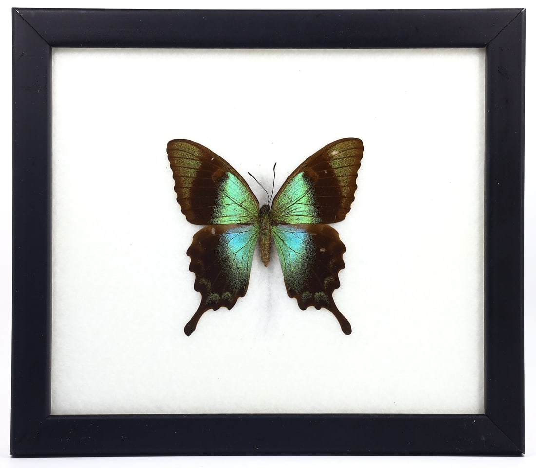 Exquisite Framed Thai Artist Taxidermy: Real Butterfly, Moth, Insect, Bug Specimen Artistry: Dimension:20x17cm Weight: 230gram Introduction: This collection features framed, preserved specimens of butterflies, moths, insects, bugs, beetles, scorpions, and spiders meticulously crafted by a tal