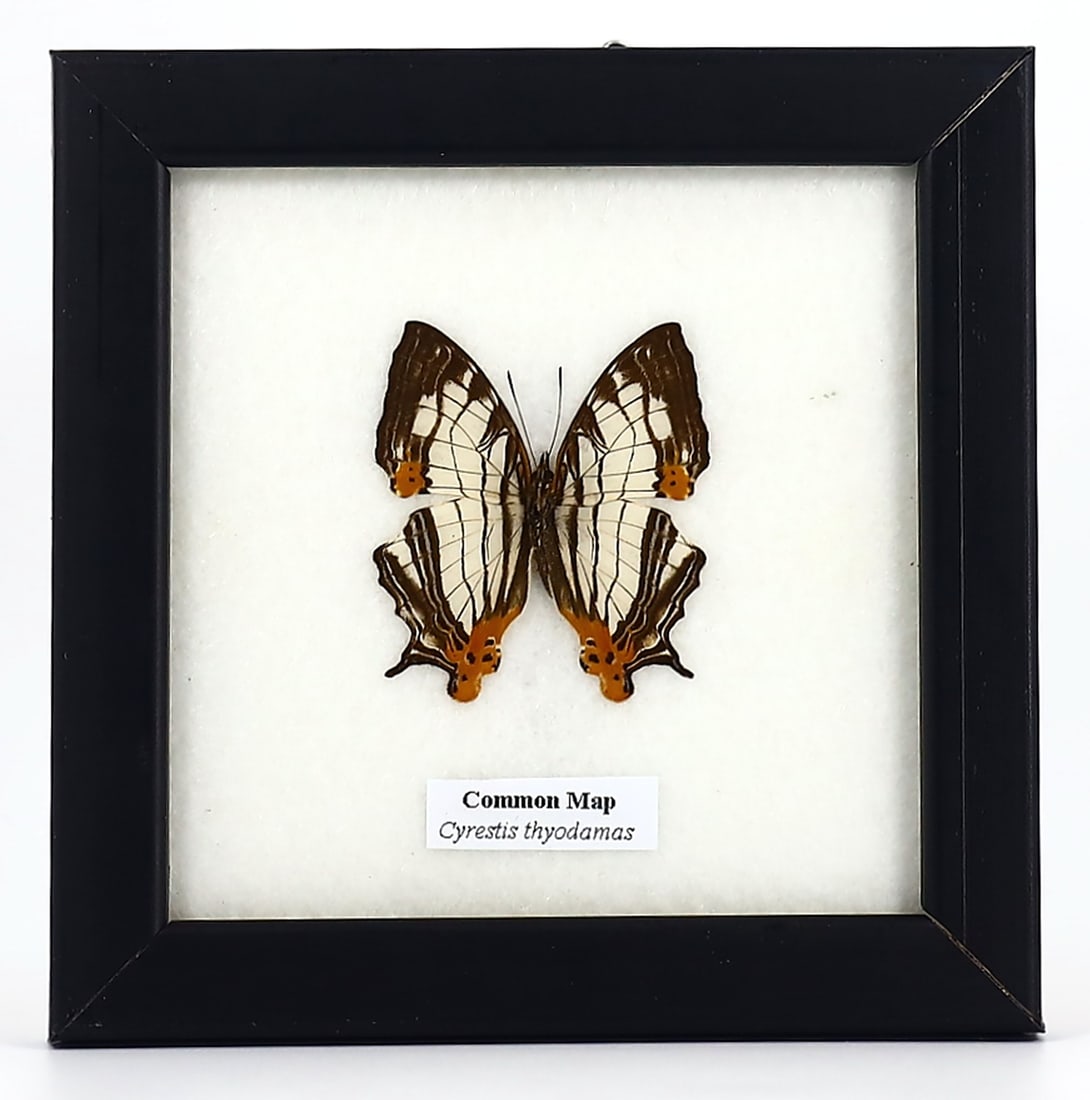 Exquisite Framed Thai Artist Taxidermy: Real Butterfly, Moth, Insect, Bug Specimen Artistry: Dimension:12x12cm Weight: 110gram Introduction: This collection features framed, preserved specimens of butterflies, moths, insects, bugs, beetles, scorpions, and spiders meticulously crafted by a tal