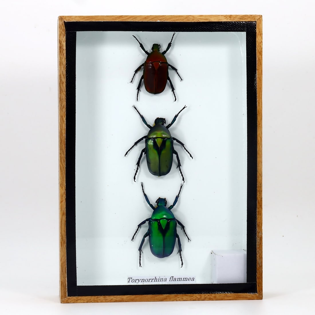Exquisite Framed Thai Artist Taxidermy: Real Butterfly, Moth, Insect, Bug Specimen Artistry (1 of 2)