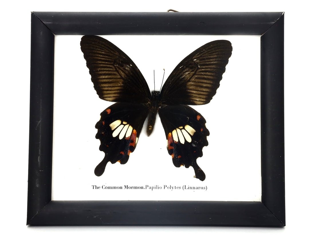 Exquisite Framed Thai Artist Taxidermy: Real Butterfly, Moth, Insect, Bug Specimen Artistry: Dimension:14.5x12cm Weight: 115gram Introduction: This collection features framed, preserved specimens of butterflies, moths, insects, bugs, beetles, scorpions, and spiders meticulously crafted by a t