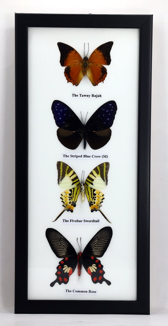 Exquisite Framed Thai Artist Taxidermy: Real Butterfly, Moth, Insect, Bug Specimen Artistry: Dimension:32x15cm Weight: 300gram Introduction: This collection features framed, preserved specimens of butterflies, moths, insects, bugs, beetles, scorpions, and spiders meticulously crafted by a tal
