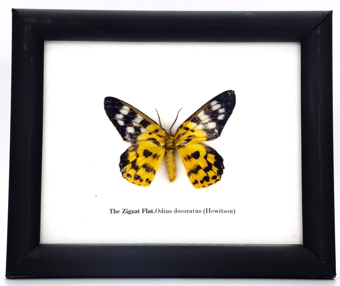 Exquisite Framed Thai Artist Taxidermy: Real Butterfly, Moth, Insect, Bug Specimen Artistry: Dimension: 15x12 cm Weight: 110 gram Introduction: This collection features framed, preserved specimens of butterflies, moths, insects, bugs, beetles, scorpions, and spiders meticulously crafted by a 