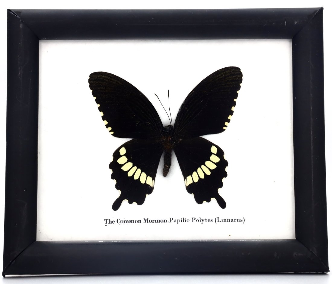 Exquisite Framed Thai Artist Taxidermy: Real Butterfly, Moth, Insect, Bug Specimen Artistry: Dimension: 15x12 cm Weight: 110 gram Introduction: This collection features framed, preserved specimens of butterflies, moths, insects, bugs, beetles, scorpions, and spiders meticulously crafted by a 