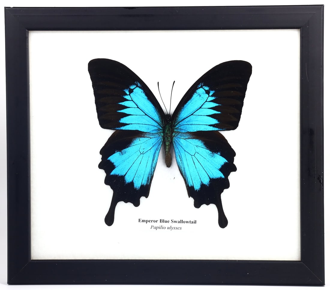 Exquisite Framed Thai Artist Taxidermy: Real Butterfly, Moth, Insect, Bug Specimen Artistry (1 of 2)