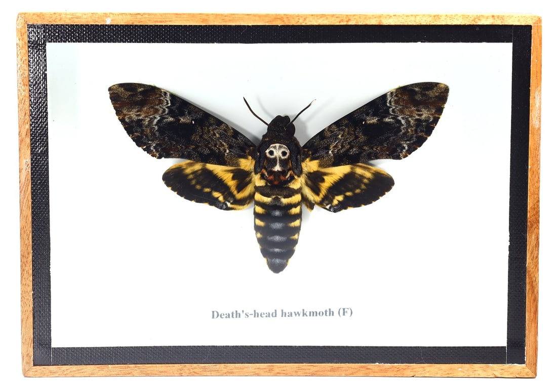Exquisite Framed Thai Artist Taxidermy: Real Butterfly, Moth, Insect, Bug Specimen Artistry: Dimension:17.5x12.5cm Weight: 189gram Introduction: This collection features framed, preserved specimens of butterflies, moths, insects, bugs, beetles, scorpions, and spiders meticulously crafted by a