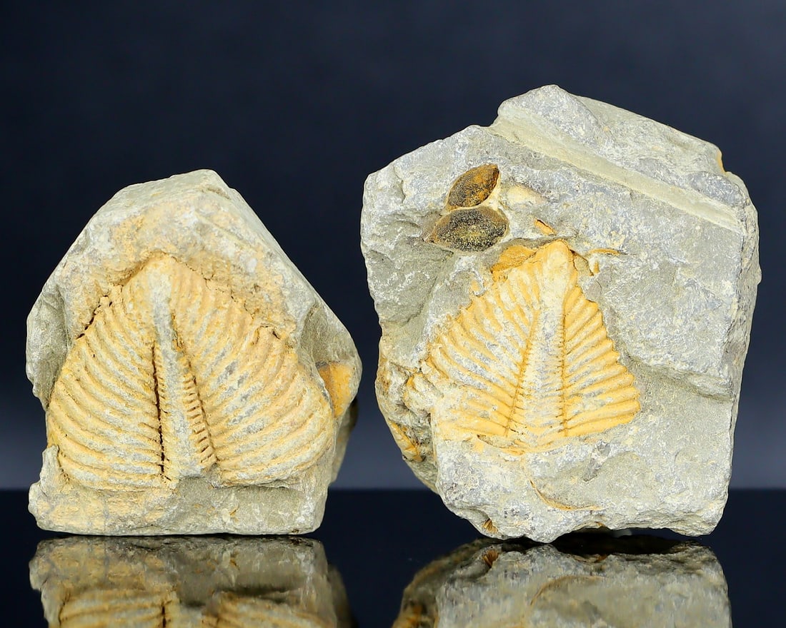 Paleontological Relic - Genuine Lycoptera Fossil Fish Plate (1 of 2)