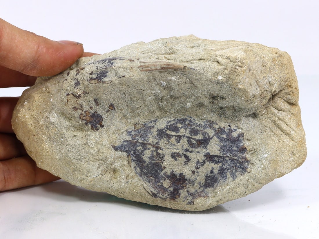 Exceptional Indonesian Crab Fossil: A Timeless Relic of Marine Life: Dimension: 14x7cm Weight: 449gram Introduction: This Indonesian Crab Fossil is not just a piece of stone; it's a narrative of Earth's ancient marine ecosystems. The detailed impressions and the matrix