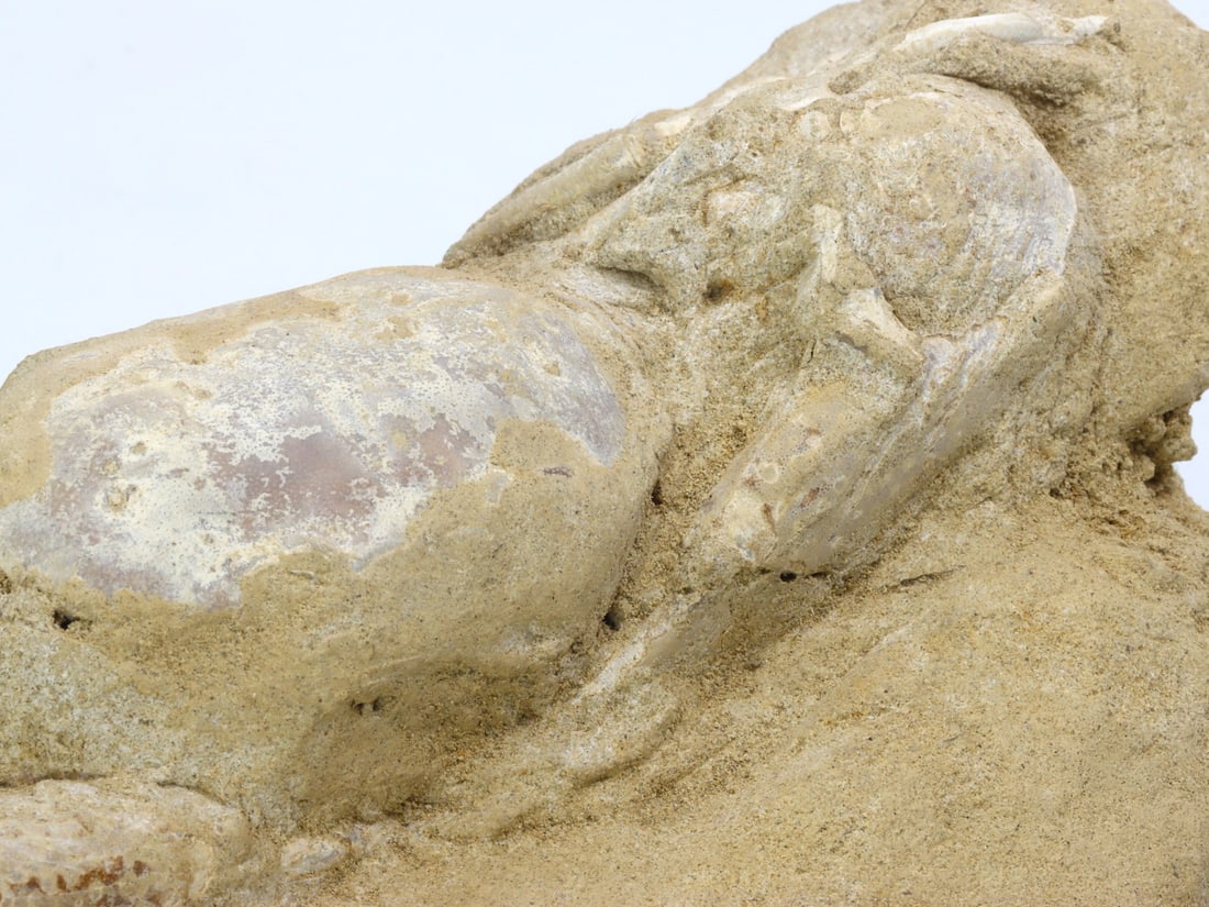 Exceptional Indonesian Crab Fossil: A Timeless Relic of Marine Life: Dimension: 15x11cm Weight: 482gram Introduction: This Indonesian Crab Fossil is not just a piece of stone; it's a narrative of Earth's ancient marine ecosystems. The detailed impressions and the matri