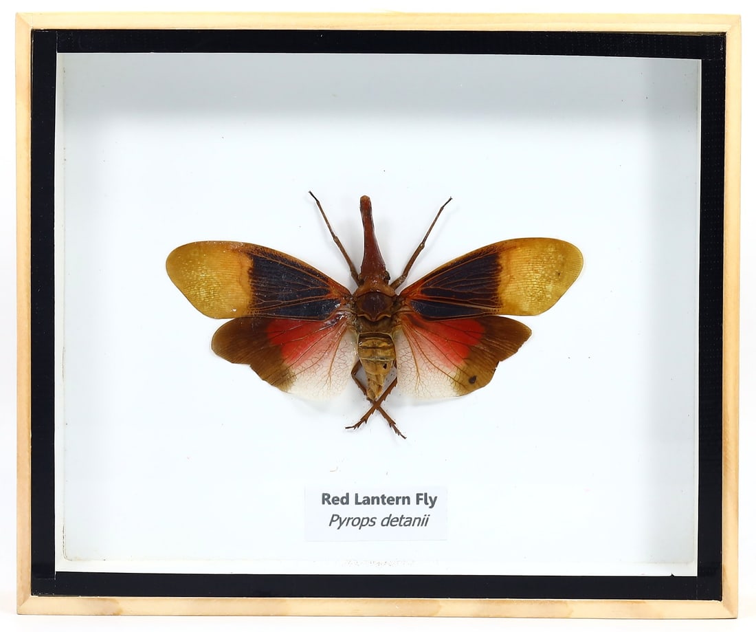 Exquisite Framed Thai Artist Taxidermy: Real Butterfly, Moth, Insect, Bug Specimen Artistry (1 of 2)
