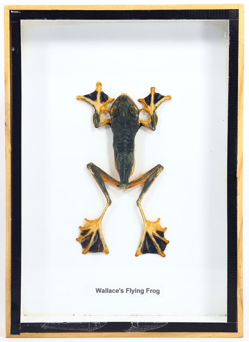 Exquisite Framed Thai Artist Taxidermy: Real Butterfly, Moth, Insect, Bug Specimen Artistry (1 of 2)