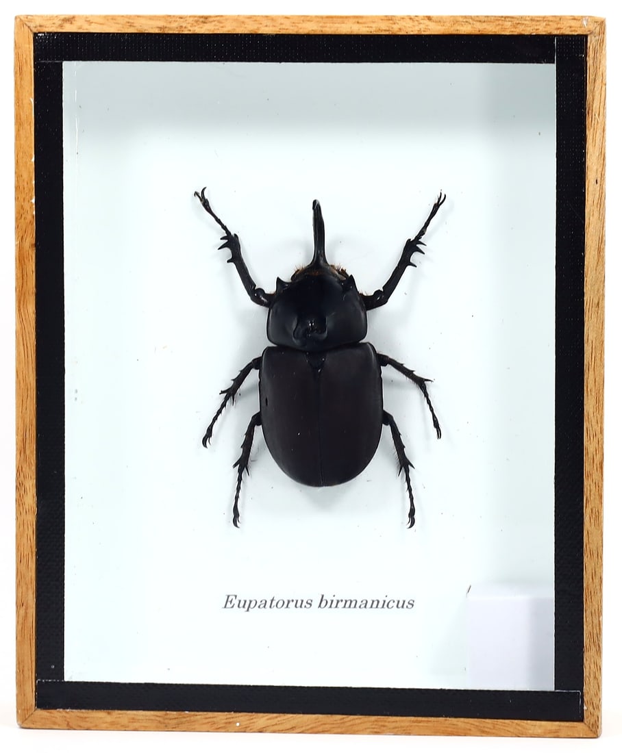 Exquisite Framed Thai Artist Taxidermy: Real Butterfly, Moth, Insect, Bug Specimen Artistry: Dimension: 15x12cm Weight: 193gram Introduction: This collection features framed, preserved specimens of butterflies, moths, insects, bugs, beetles, scorpions, and spiders meticulously crafted by a ta
