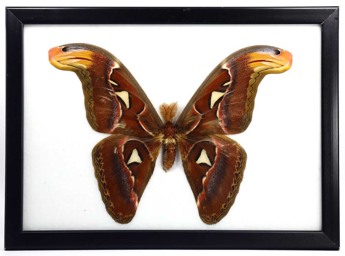 Exquisite Framed Thai Artist Taxidermy: Real Butterfly, Moth, Insect, Bug Specimen Artistry (1 of 2)