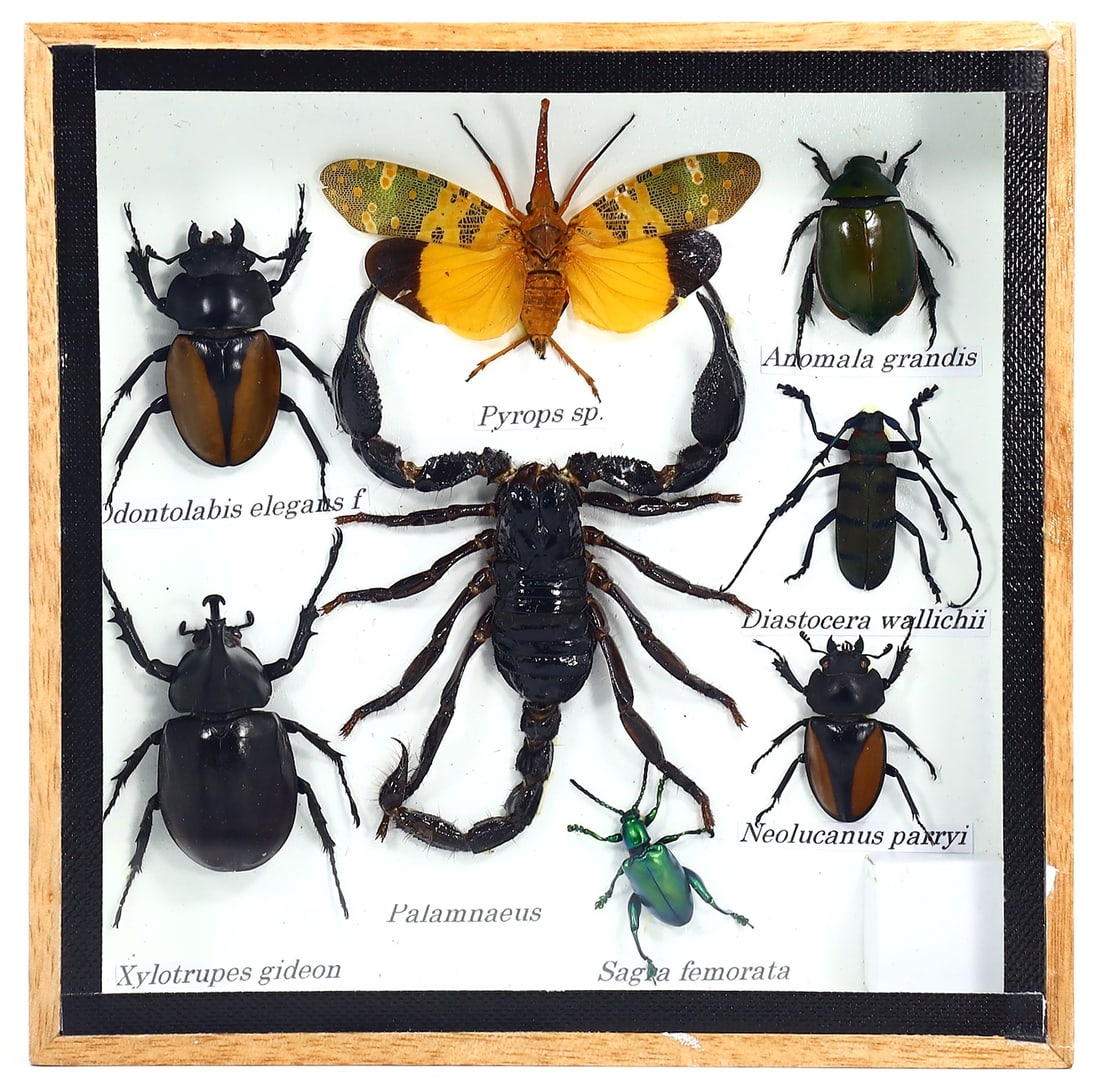 Exquisite Framed Thai Artist Taxidermy: Real Butterfly, Moth, Insect, Bug Specimen Artistry (1 of 2)