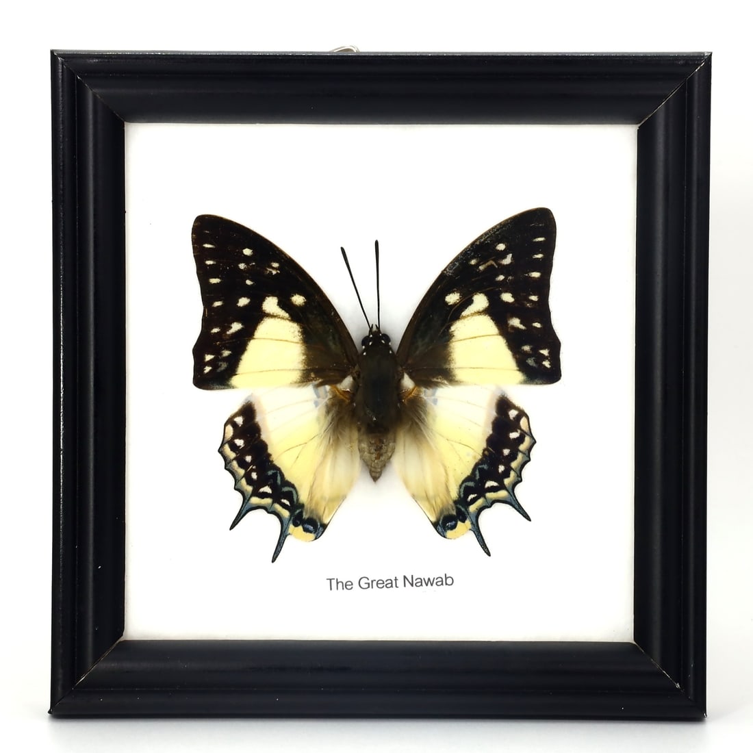 Exquisite Framed Thai Artist Taxidermy: Real Butterfly, Moth, Insect, Bug Specimen Artistry (1 of 3)