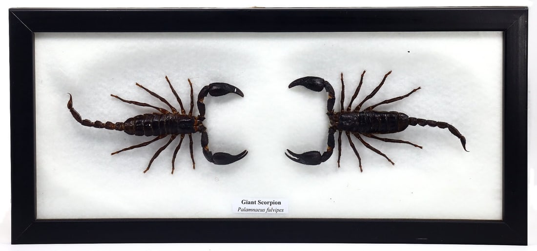 Exquisite Framed Thai Artist Taxidermy: Real Butterfly, Moth, Insect, Bug Specimen Artistry (1 of 2)