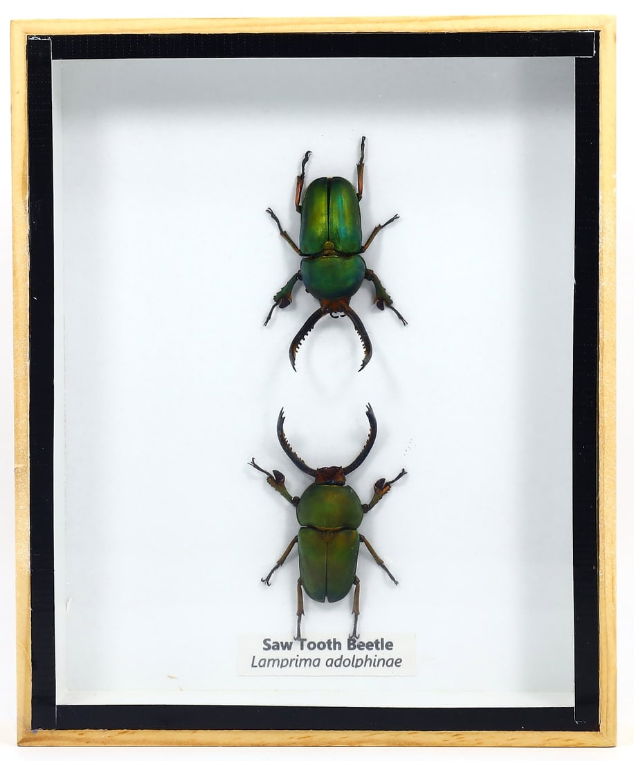 Exquisite Framed Thai Artist Taxidermy: Real Butterfly, Moth, Insect, Bug Specimen Artistry (1 of 2)