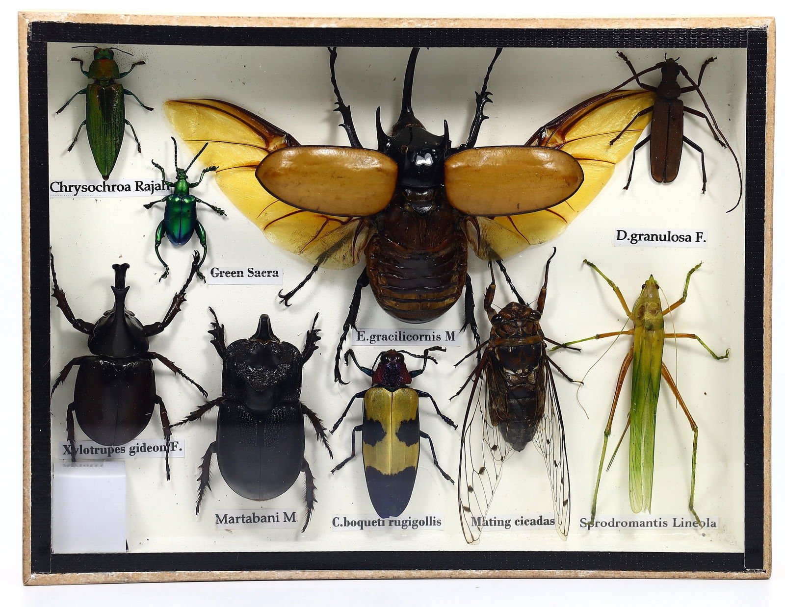 Exquisite Framed Thai Artist Taxidermy: Real Butterfly, Moth, Insect, Bug Specimen Artistry (1 of 2)