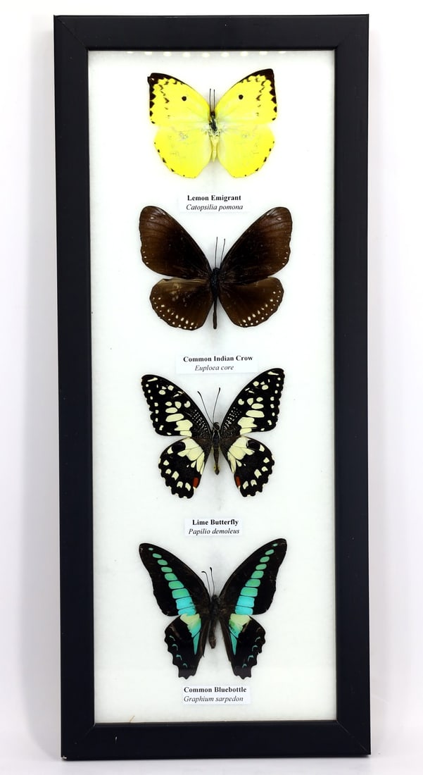 Exquisite Framed Thai Artist Taxidermy: Real Butterfly, Moth, Insect, Bug Specimen Artistry (1 of 4)