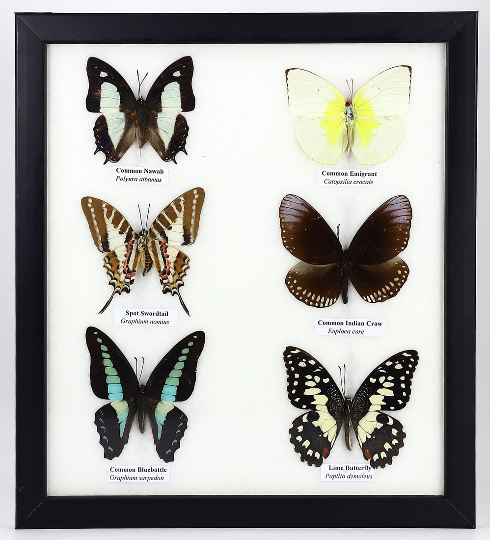 Exquisite Framed Thai Artist Taxidermy: Real Butterfly, Moth, Insect, Bug Specimen Artistry (1 of 2)