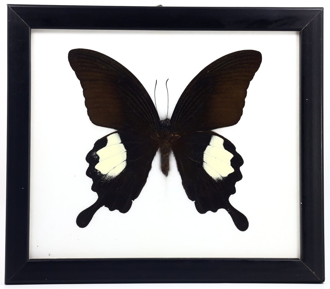 Exquisite Framed Thai Artist Taxidermy: Real Butterfly, Moth, Insect, Bug Specimen Artistry: Dimension: 20x17cm Weight: 214gram Introduction: This collection features framed, preserved specimens of butterflies, moths, insects, bugs, beetles, scorpions, and spiders meticulously crafted by a ta