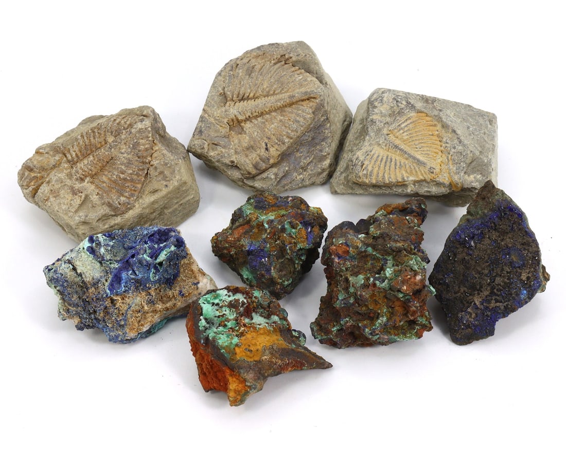 Trilobite Fossil & Moldava Azurite Collection (1 of 3)