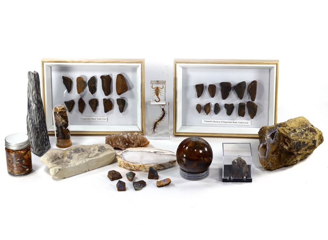 Group of 19 Paleontological Marvels,with - Free Shipping: Dimension: 20-15cm Introduction: This captivating lot showcases a selection of paleontological wonders that bring the ancient Earth to the modern collector.crab fossil embedded in sediment, a striking