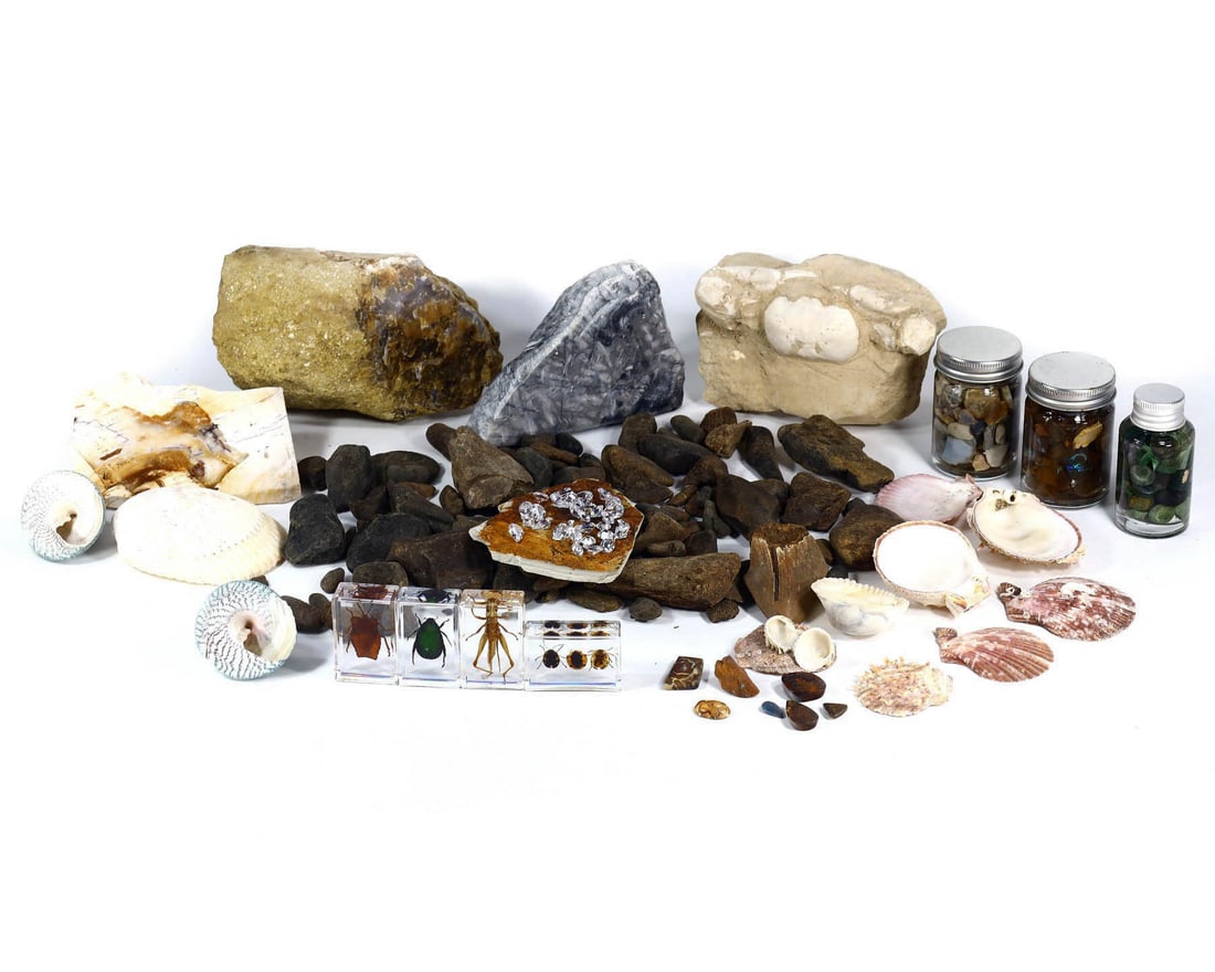 Extensive Group of 61 Fossil, Mineral, and Insect Specimens,with - Free Shipping (1 of 2)