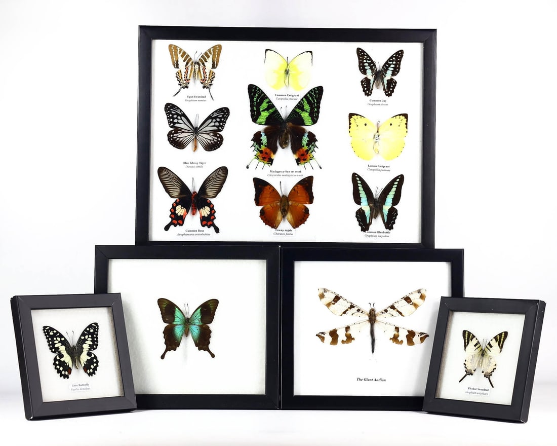 Group of 5 Assorted Framed Insect Specimens - Exquisite Collection,with - Free Shipping (1 of 1)