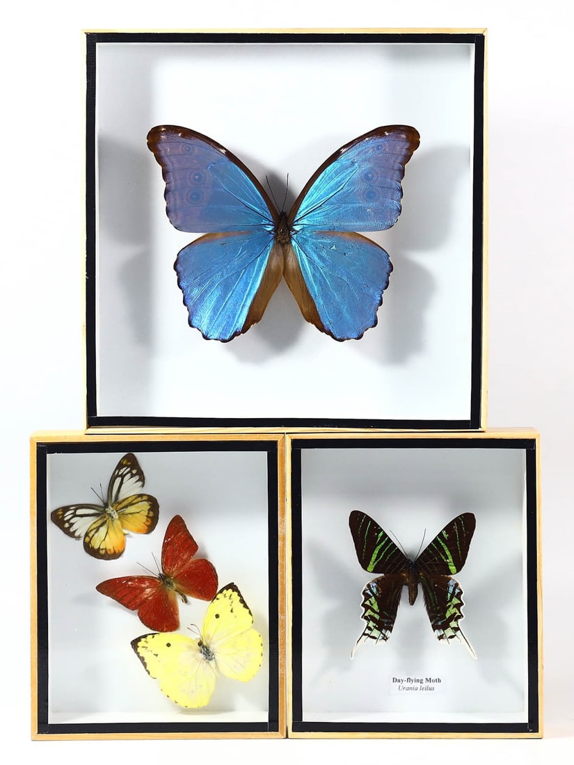 Group of 3 Assorted Framed Insect Specimens - Exquisite Collection,with - Free Shipping (1 of 1)